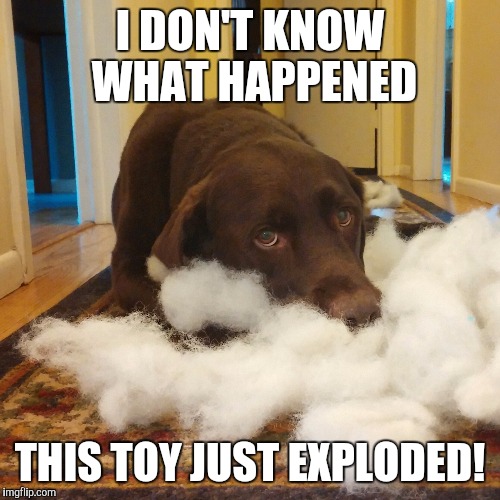 Are these Yellow and Black Lab Jokes Funny or Cheesy WEIRD WORLD